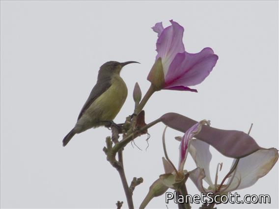Variable Sunbird (Cinnyris venustus) - Female