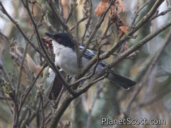 Black-backed Puffback (Dryoscopus cubla)