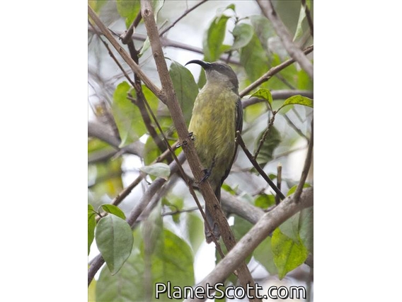 Bronze Sunbird (Nectarinia kilimensis) - Female