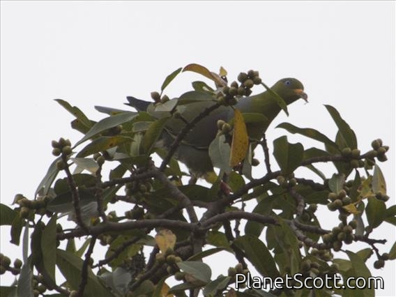 African Green-Pigeon (Treron calvus)