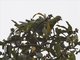 African Green-Pigeon (Treron calvus)
