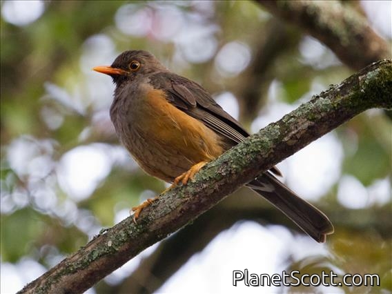 Abyssinian Thrush (Turdus abyssinicus)