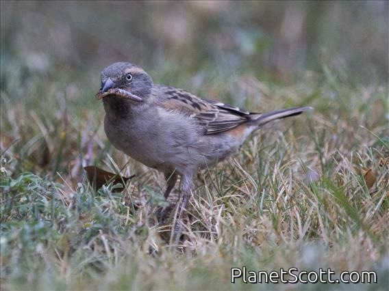 Kenya Rufous Sparrow (Passer rufocinctus) - Female