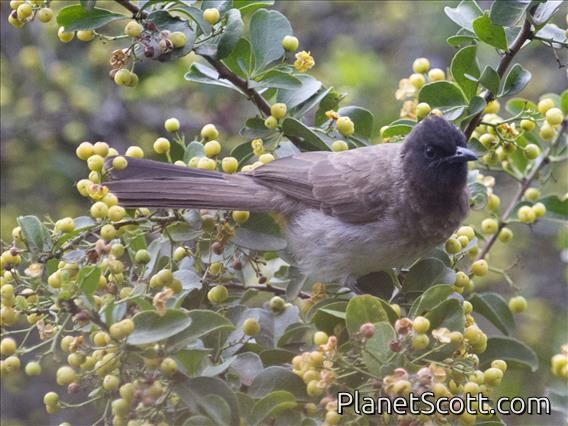 Common Bulbul (Pycnonotus barbatus)