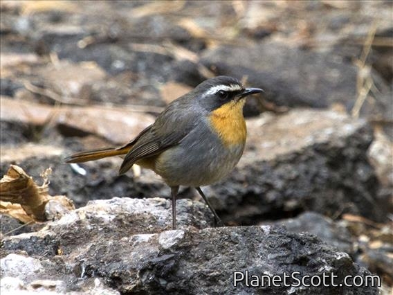 Cape Robin-Chat (Cossypha caffra)