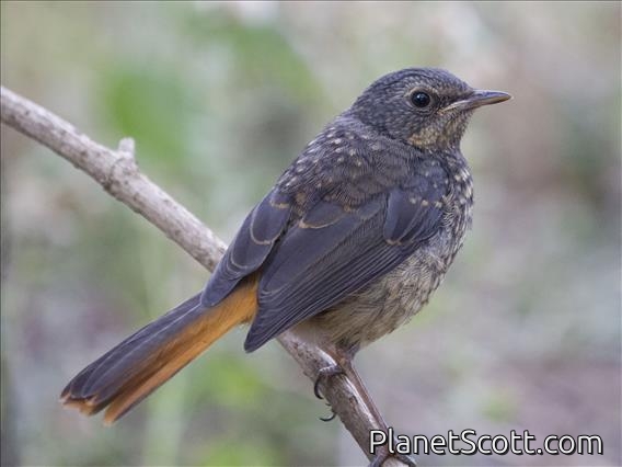 Cape Robin-Chat (Cossypha caffra) - Juvenile