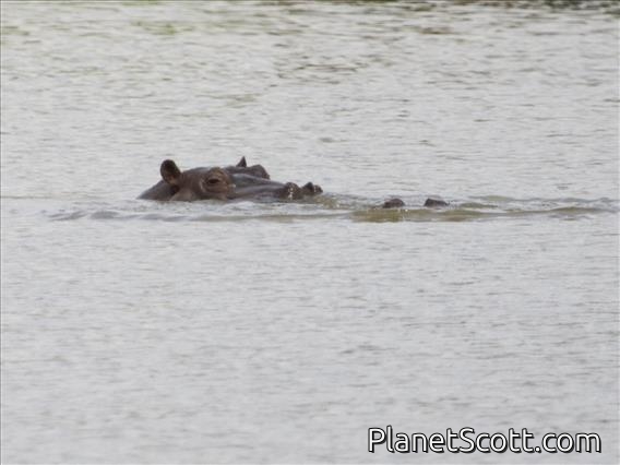 Hippopotamus (Hippopotamus amphibius)