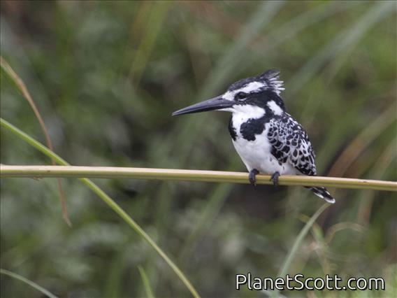Pied Kingfisher (Ceryle rudis)