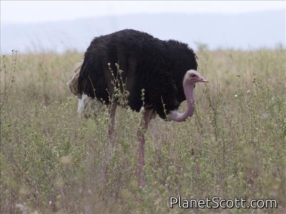 Ostrich (Struthio camelus)