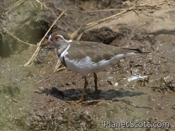 Three-banded Plover (Charadrius tricollaris)