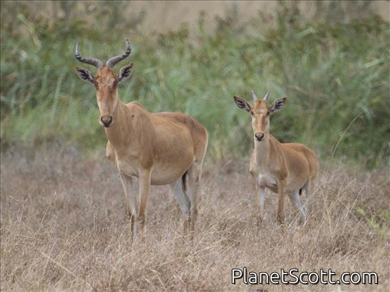 Cook's Hartebeest (Alcelaphus buselaphus) 