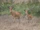 Cook's Hartebeest (Alcelaphus buselaphus) 