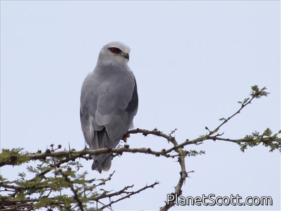 Black-shouldered Kite (Elanus caeruleus)