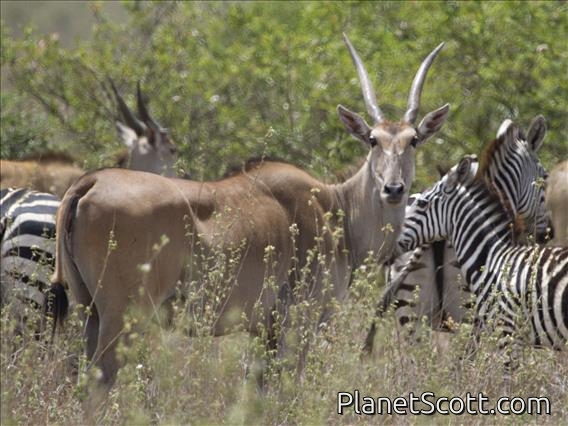 eland (Taurotragus oryx)