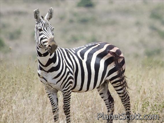Burchell's Zebra (Equus quagga) - Wounded by Lion