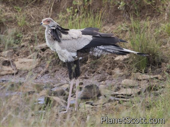 Secretary-Bird (Sagittarius serpentarius)