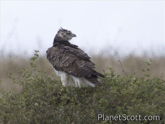 Martial Eagle (Polemaetus bellicosus)