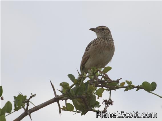 Rufous-naped Lark (Mirafra africana)