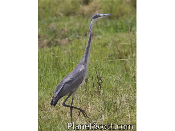 Black-headed Heron (Ardea melanocephala)