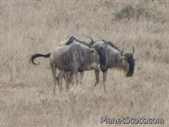 Blue Wildebeest (Connochaetes taurinus)