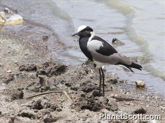 Blacksmith Lapwing (Vanellus armatus)