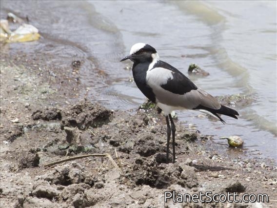 Blacksmith Plover (Vanellus armatus)