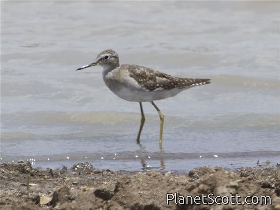 Wood Sandpiper (Tringa glareola)