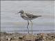 Wood Sandpiper (Tringa glareola)