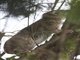 Eastern Tree Hyrax (Dendrohyrax validus)