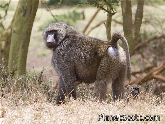 Anubis Baboon (Papio anubis)