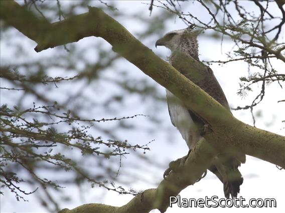 Martial Eagle (Polemaetus bellicosus)