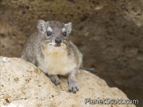 Yellow-spotted Hyrax (Heterohyrax brucei)