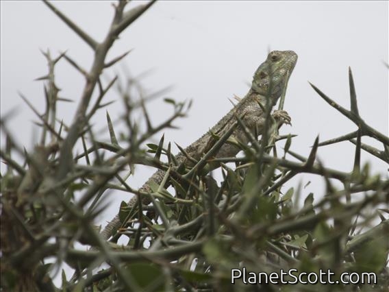Black-necked Agama (Acanthocercus atricollis)