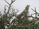 Black-necked Agama (Acanthocercus atricollis)
