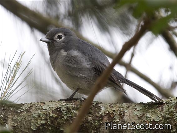 White-eyed Slaty-Flycatcher (Melaenornis fischeri)