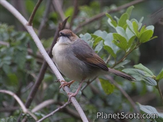 Singing Cisticola (Cisticola cantans)