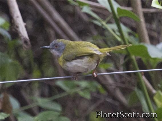 Yellow-breasted Apalis (Apalis flavida)