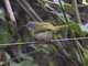 Yellow-breasted Apalis (Apalis flavida)