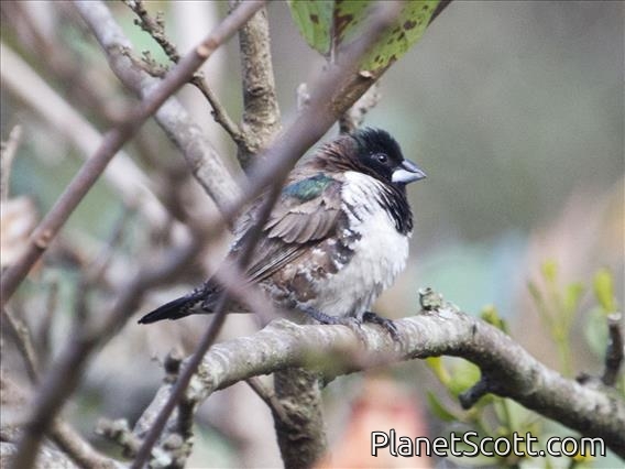 Bronze Mannikin (Spermestes cucullata)