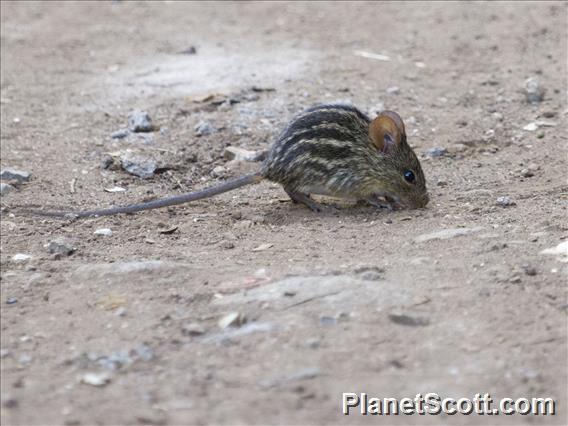 Typical Striped Grass Mouse (Lemniscomys striatus)