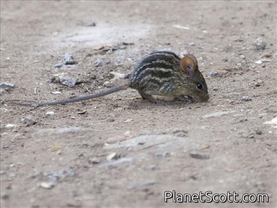 Typical Striped Grass Mouse (Lemniscomys striatus)