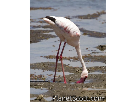Lesser Flamingo (Phoenicopterus minor)