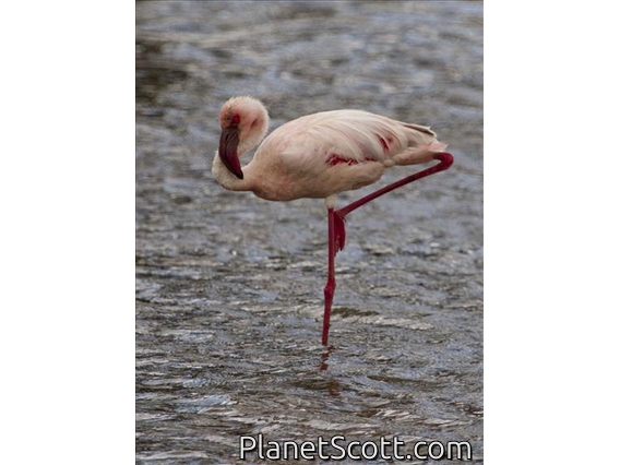 Lesser Flamingo (Phoeniconaias minor)