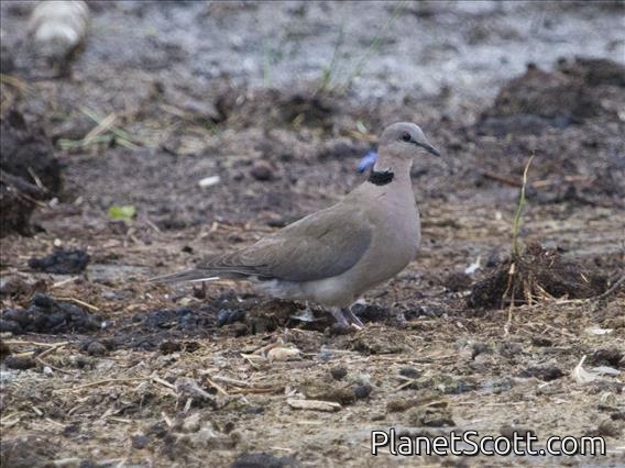 Ring-necked Dove (Streptopelia capicola)