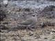 Ring-necked Dove (Streptopelia capicola)