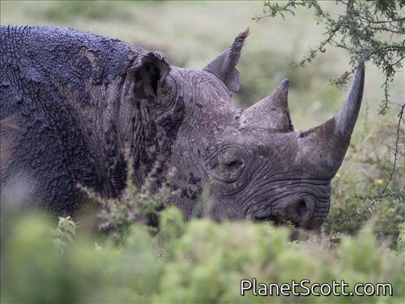 Black Rhinoceros (Diceros bicornis)