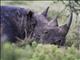 Black Rhinoceros (Diceros bicornis)