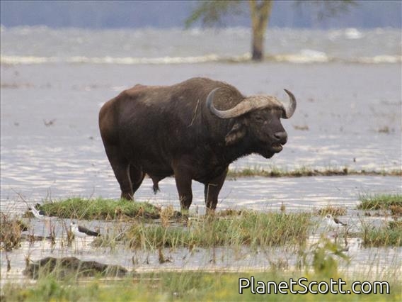 African Buffalo (Syncerus caffer)