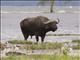 African Buffalo (Syncerus caffer)