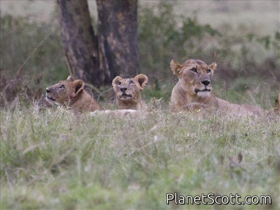 Lion (Panthera leo)